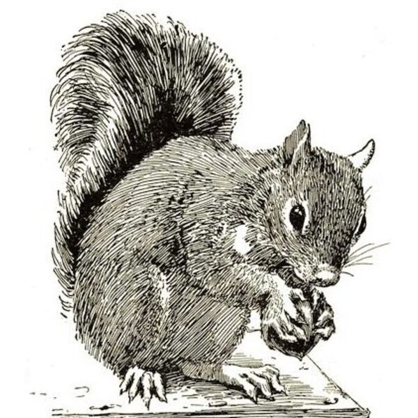 squirrel horsfal Thumbnail